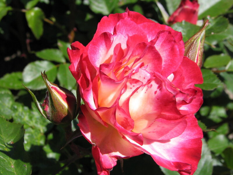 Red and White Rose — Serene, Afternoon, Photograph, Bud