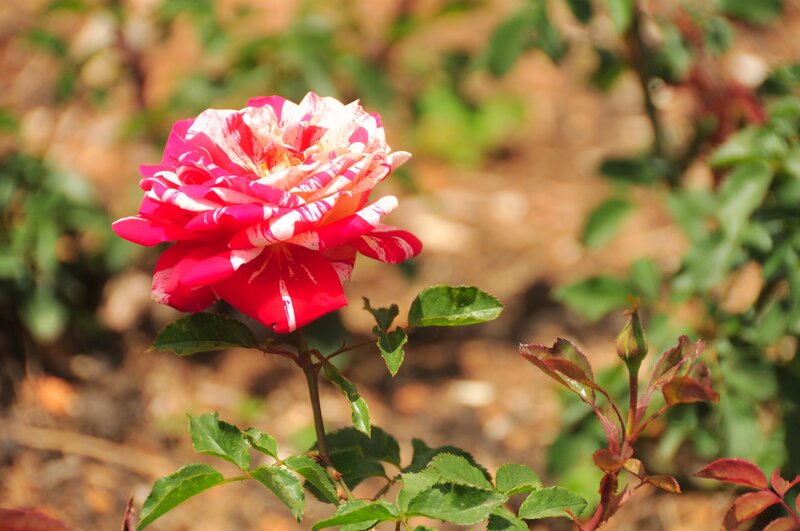 Red and White Rose — Serene, Afternoon, Photograph, Flower, Leaves
