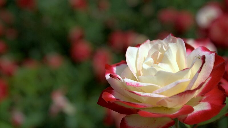 Red and White Rose — Serene, Afternoon, Photograph, Flower, Petals, Greenery