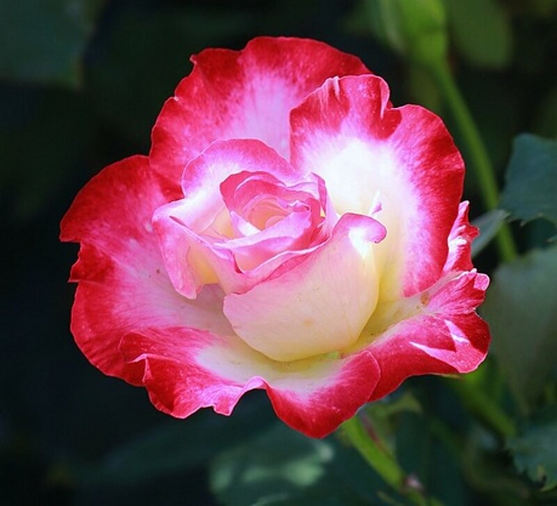Red and White Rose — Serene, Afternoon, Photograph, Flower, Petals