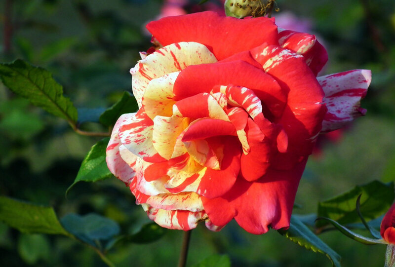 Red and White Rose — Serene, Afternoon, Photograph, Green Leaves, Bud