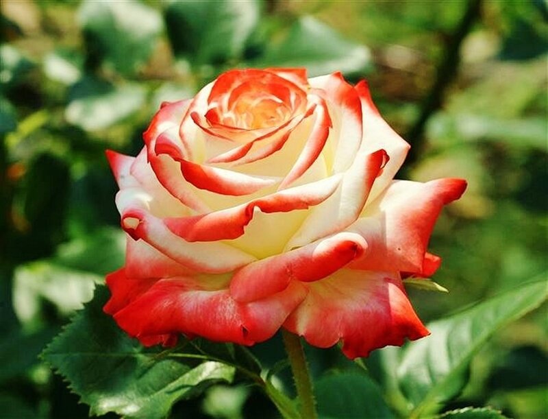 Red and White Rose — Serene, Afternoon, Photograph, Green Leaves, Stem