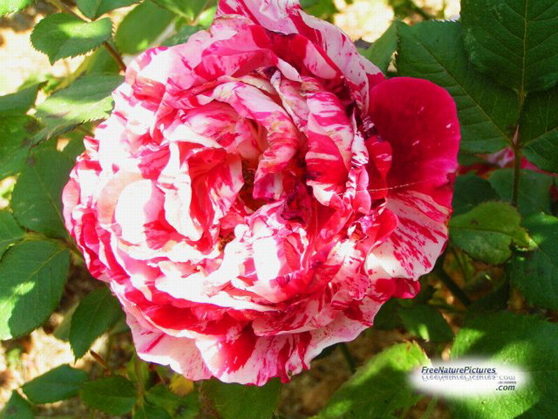 Red and White Rose — Serene, Afternoon, Photograph, Green Leaves