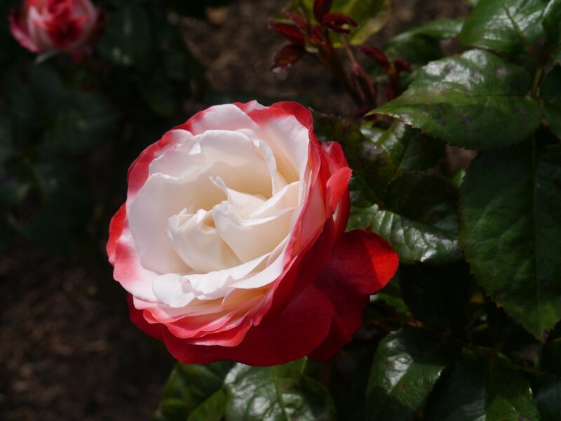 Red and White Rose — Serene, Afternoon, Photograph, Leaves, Bud