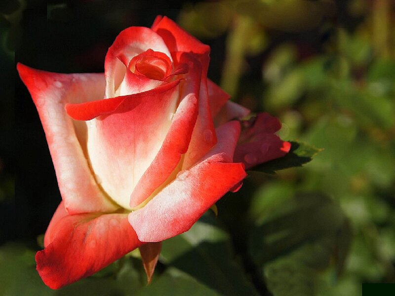 Red and White Rose — Serene, Afternoon, Photograph, Petals, Leaves