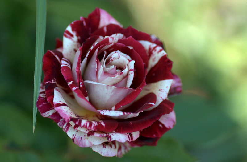 Red and White Rose — Serene, Afternoon, Photograph