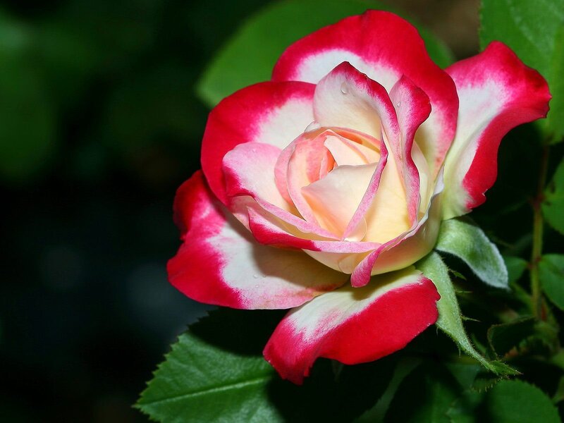 Red and White Rose — Serene, Afternoon