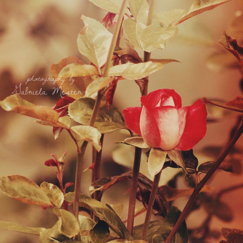Red and White Rose — Serene, Autumn