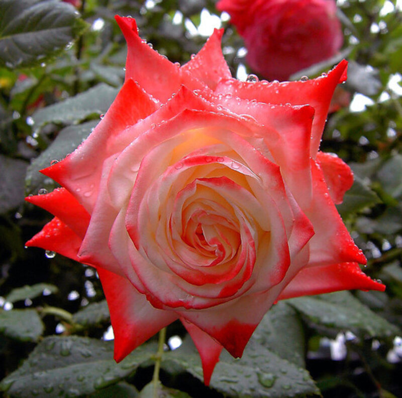 Red and White Rose — Serene, Morning