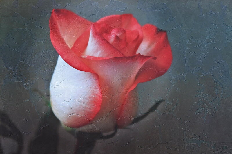 Red and White Rose — Serene, Painting