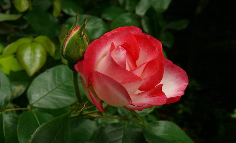 Red and White Rose — Serene, Photograph, Bud