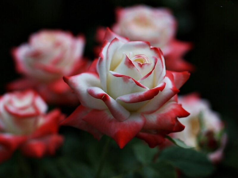 Red and White Rose — Serene, Photograph, Flowers
