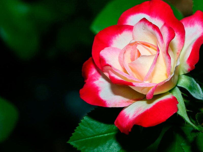 Red and White Rose — Serene, Photograph, Green Leaves, Petals