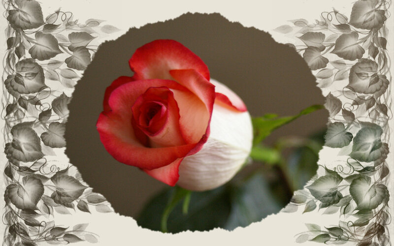 Red and White Rose — Serene, Photograph, Leaf