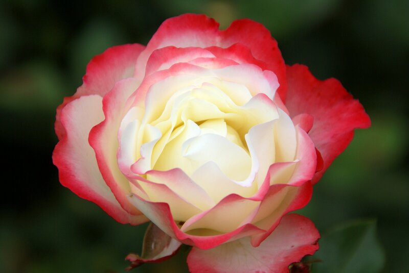 Red and White Rose — Serene, Photograph, Petals, Bud
