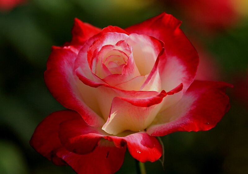 Red and White Rose — Serene, Photograph, Petals, Green Background