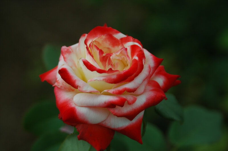 Red and White Rose — Serene, Photograph, Petals, Green Leaves