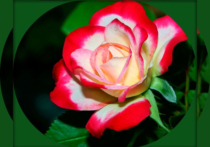 Red and White Rose — Serene, Photograph, Petals, Leaf