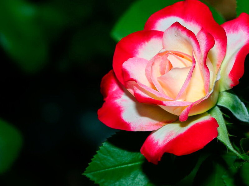 Red and White Rose — Serene, Photograph, Petals, Leaves