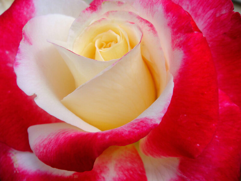Red and White Rose — Serene, Photograph, Petals