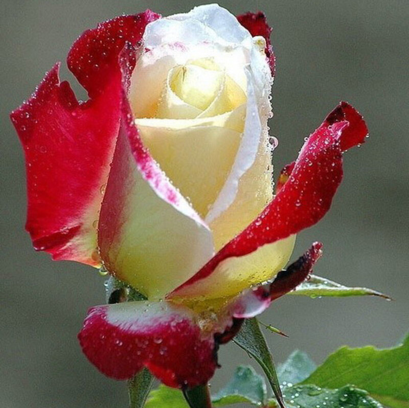Red and White Rose — Serene, Photograph, Petals, Water Droplets, Leaf