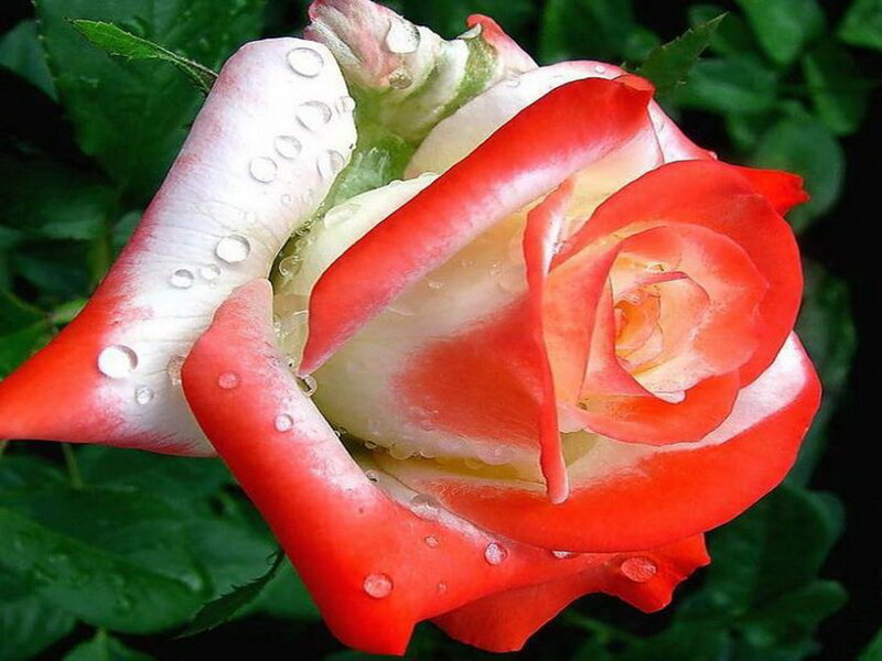Red and White Rose — Serene, Photograph, Petals, Water Droplets