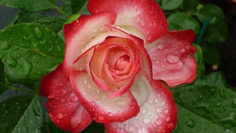 Red and White Rose — Serene, Photograph, Raindrops