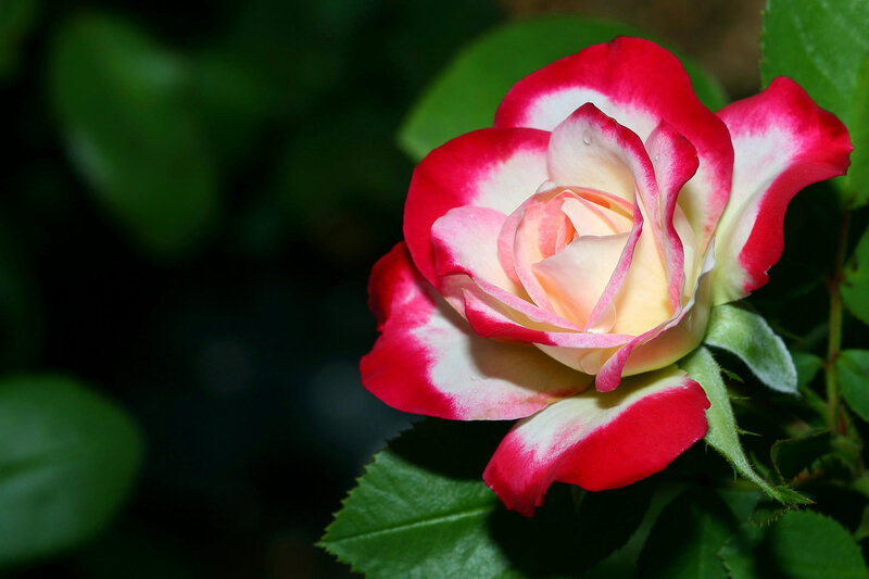 Red and White Rose — Serene, Photograph