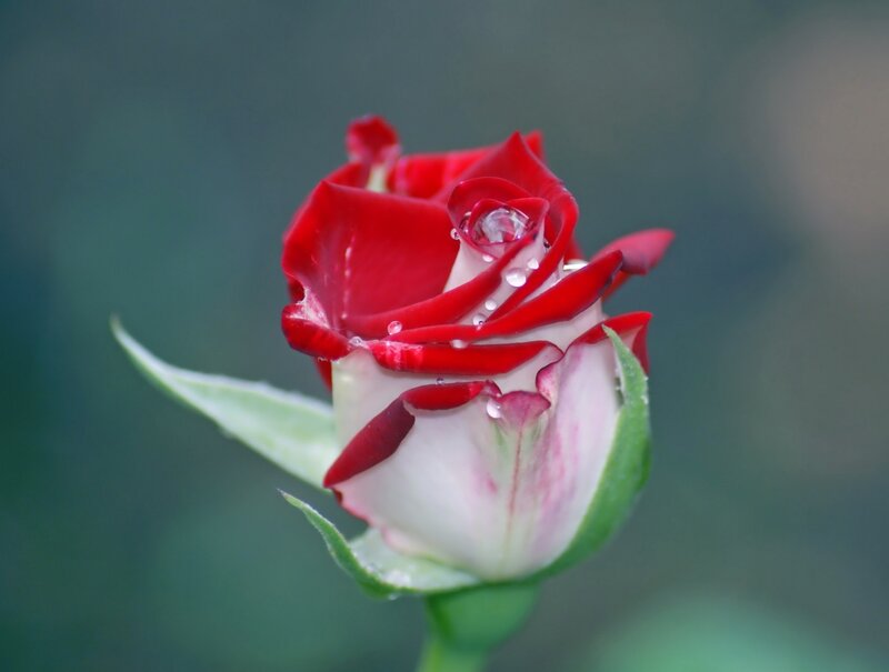 Red and White Rose — Serene, Photograph, Water Droplets, Green Leaf