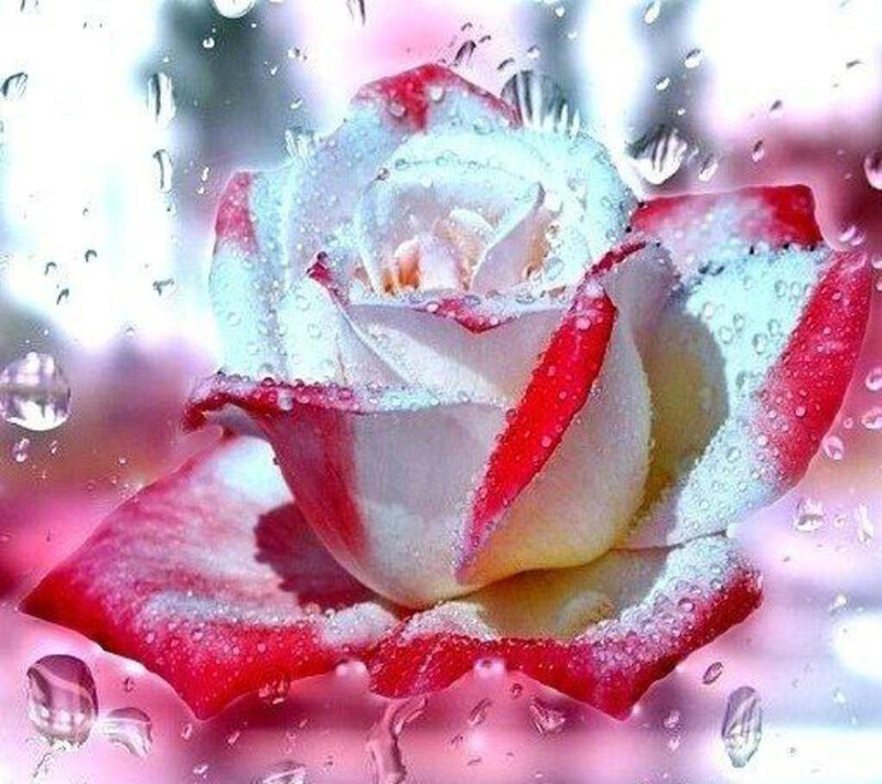 Red and White Rose — Serene, Photograph, Water Droplets, Petals
