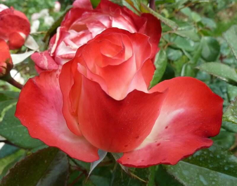 Red and White Rose — Serene, Spring, Photograph