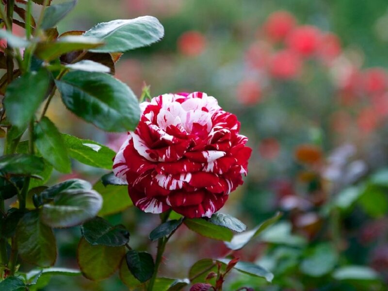Red and White Rose — Serene, Spring