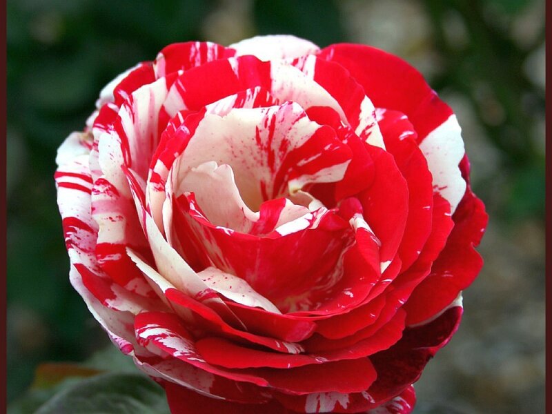 Red and White Rose — Serene