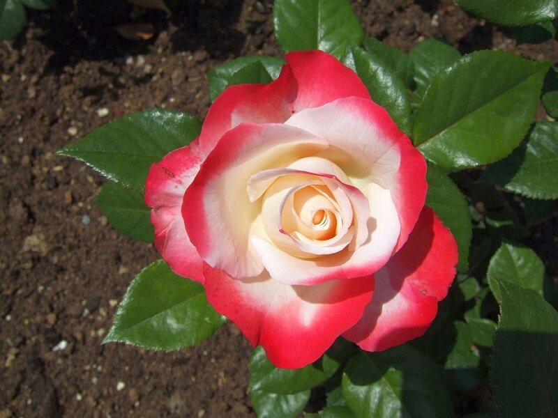 Red and White Rose