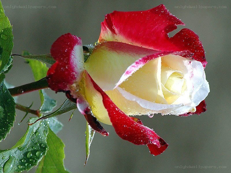 red and white rose with dew