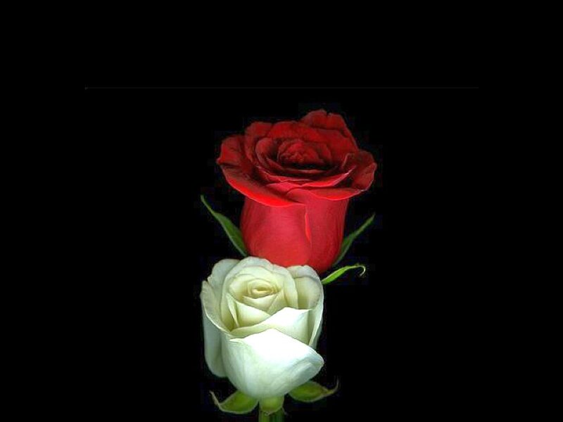 red and white roses