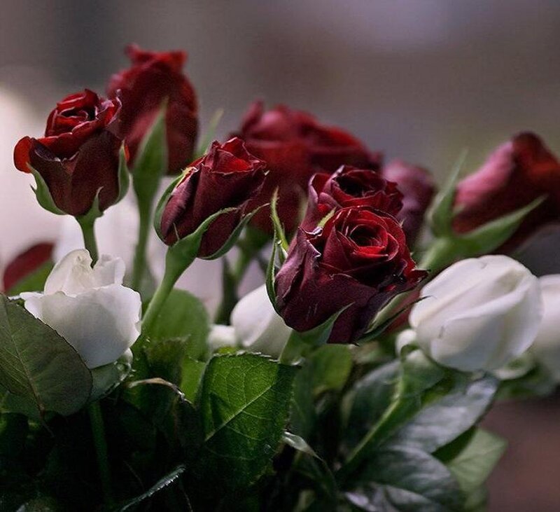 red and white roses