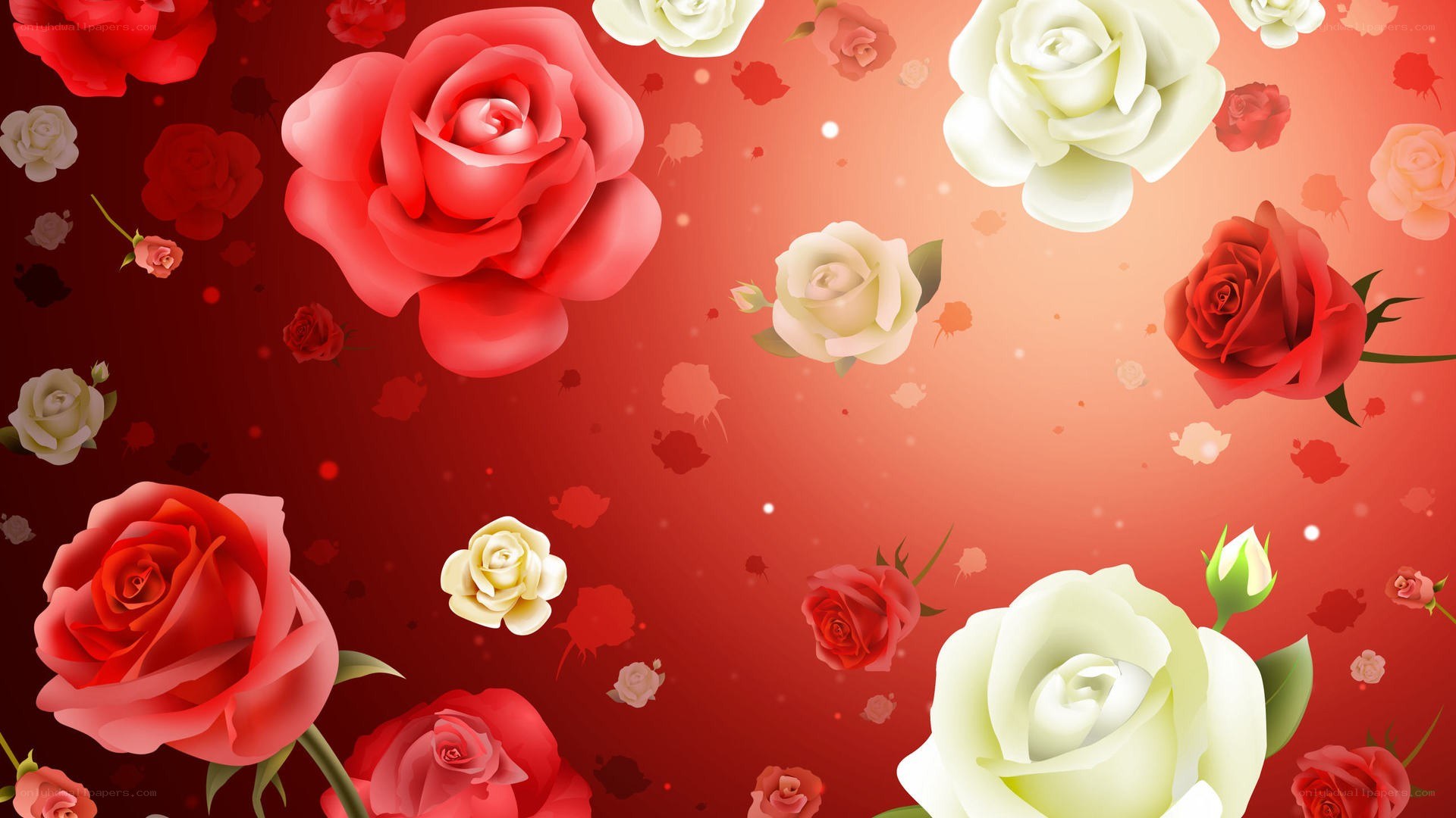 Red and white roses background