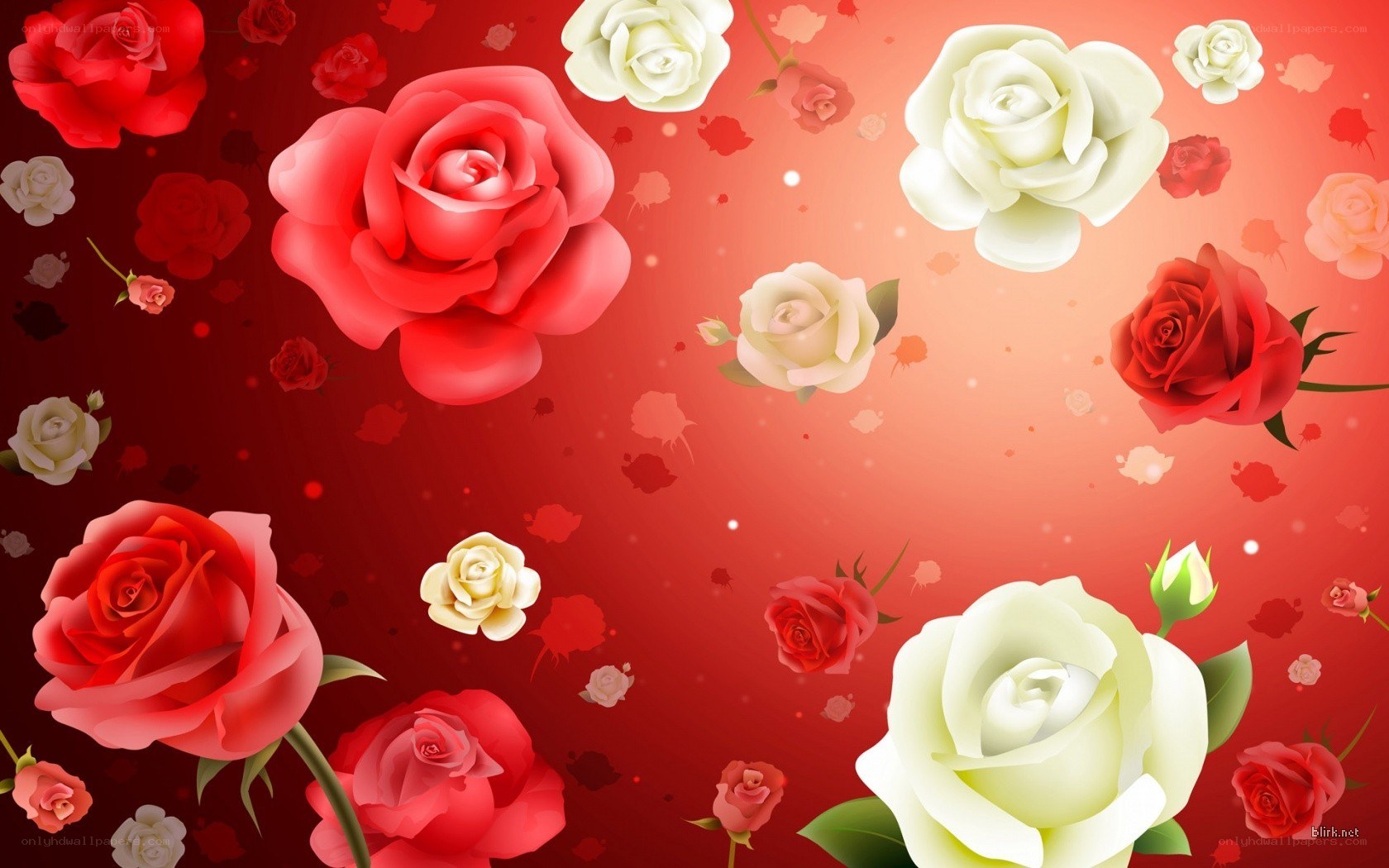 red and white roses background