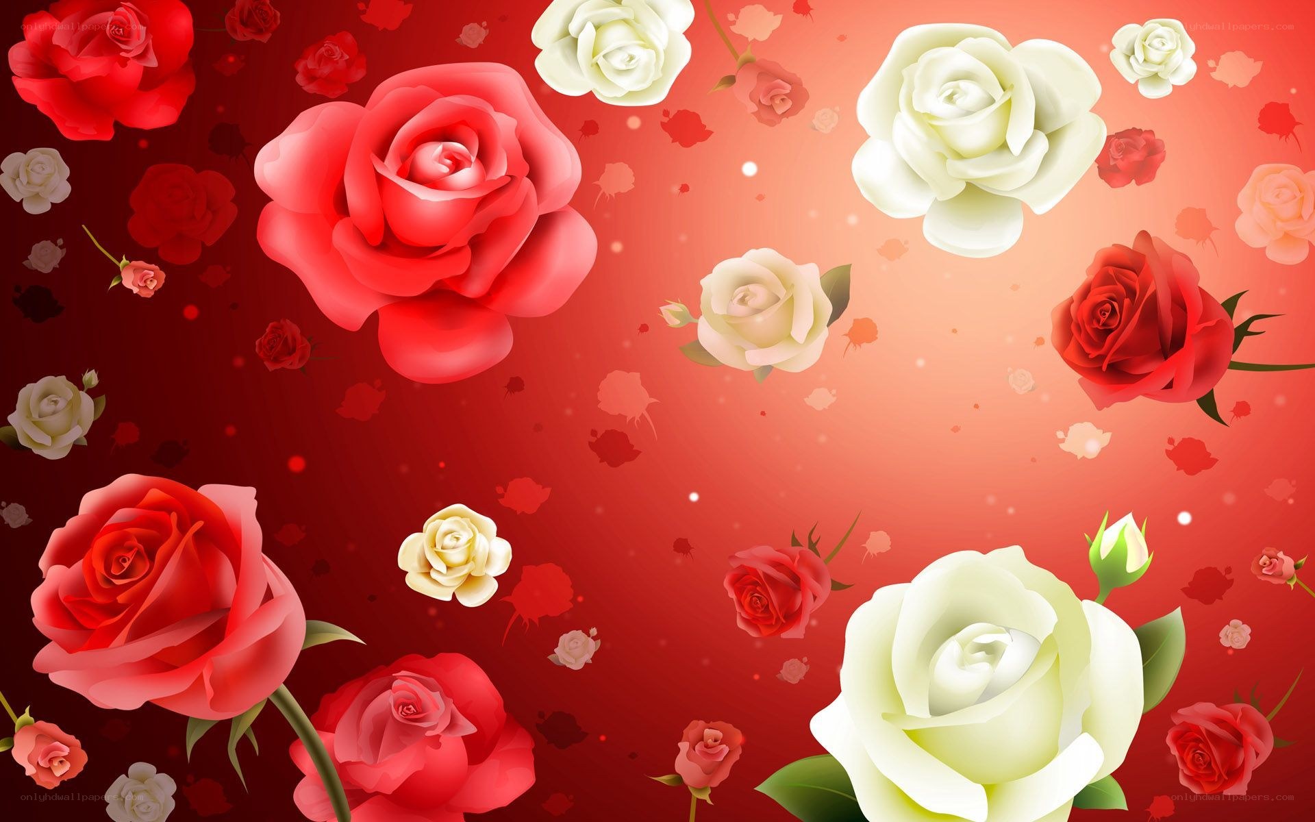 red and white roses background