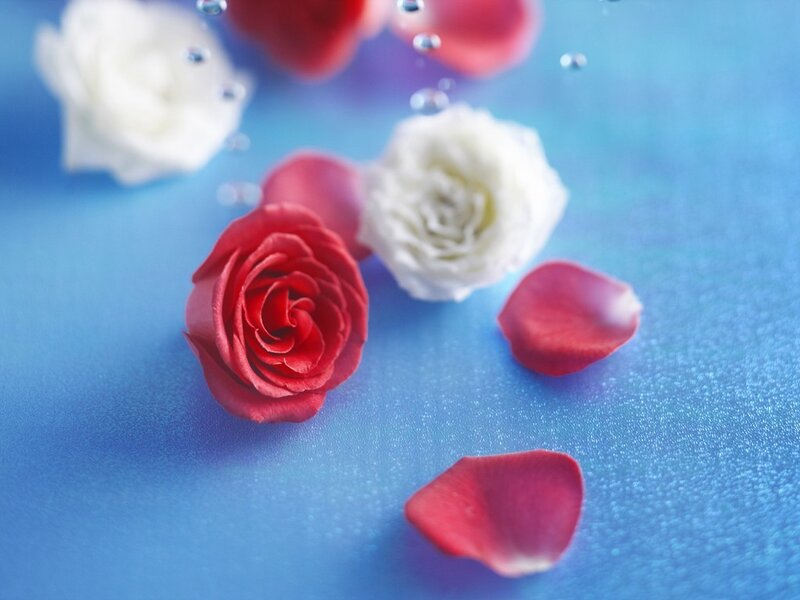 Red and White Roses — Blue