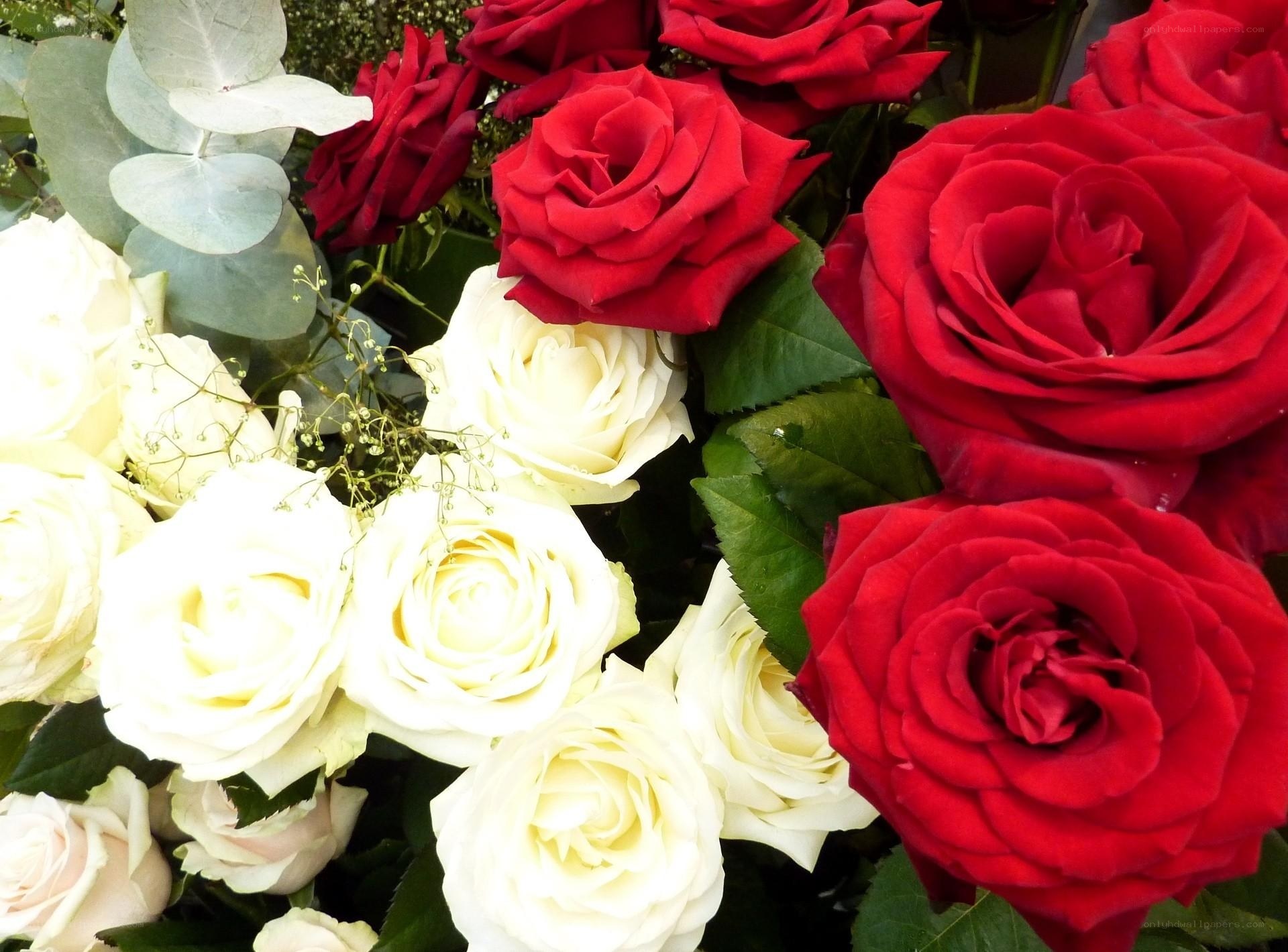 Red and white roses bouquet