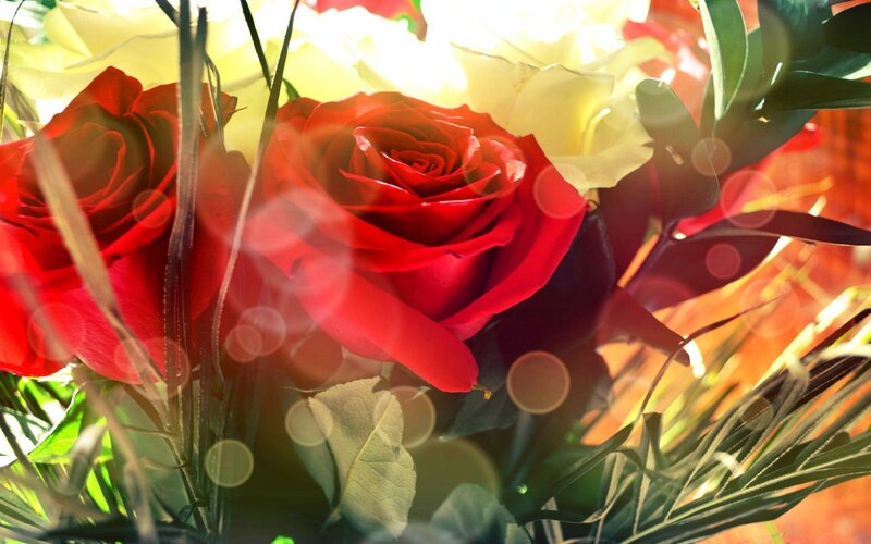 Red and White Roses — Bright