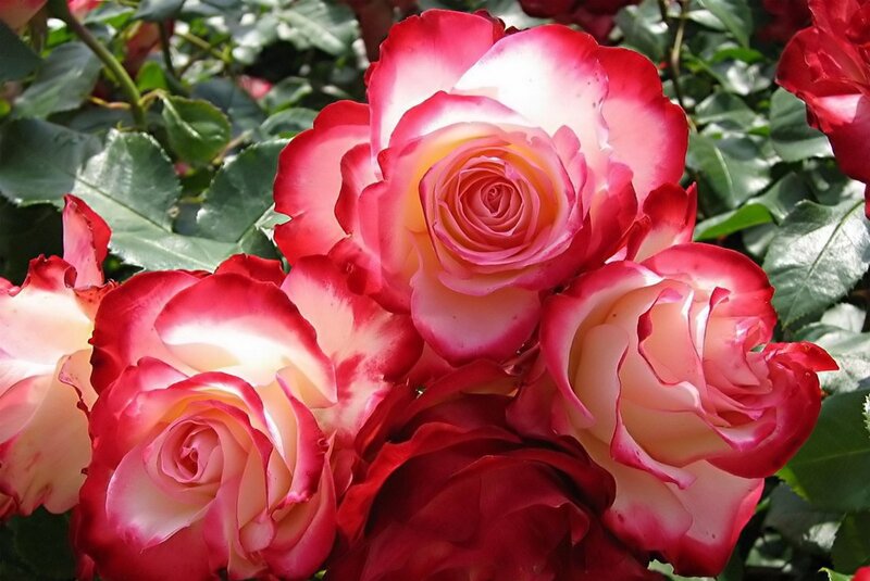 Red and White Roses — Calm, Afternoon, Photograph, Flowers
