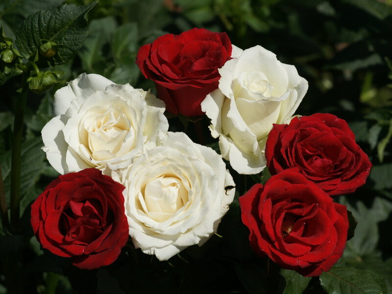 Red and White Roses — Calm, Afternoon, Photograph