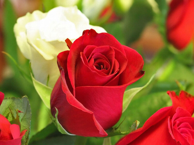 Red and White Roses — Calm, Afternoon