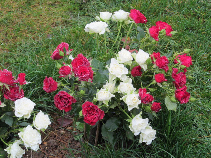 Red and White Roses — Calm, Morning