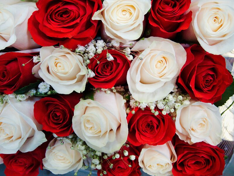 Red and White Roses — Calm, Photograph, Baby's Breath