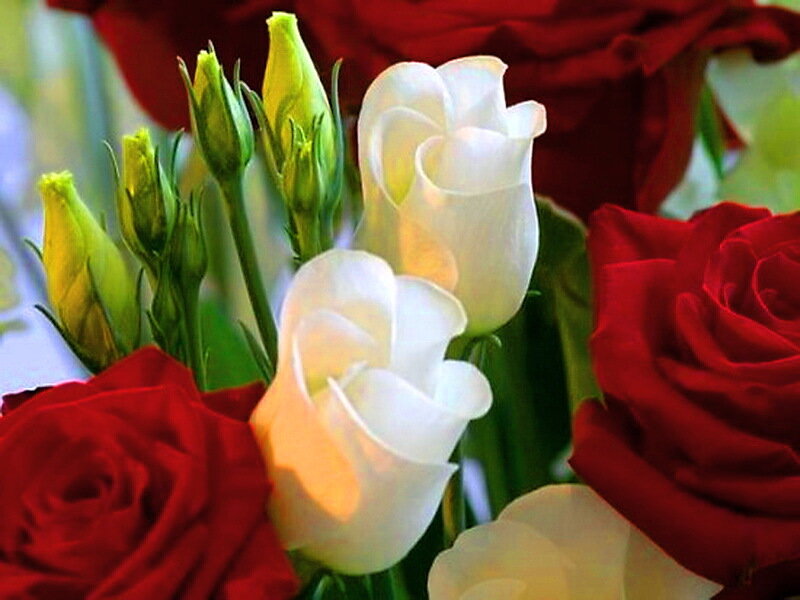 Red and White Roses — Calm, Photograph, Buds