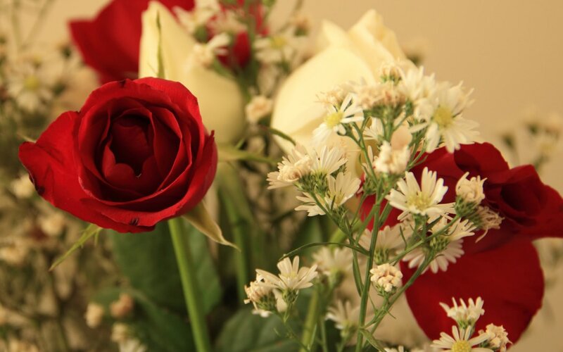 Red and White Roses — Calm, Photograph, Daisies